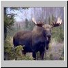 alces_ alces
